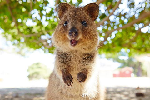 Discover Rottnest With Ferry & Bus Tour From Perth Or Fremantle - Accommodation Australia 0