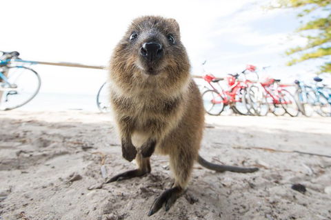 Rottnest Island Round-Trip Ferry From Perth Or Fremantle - Accommodation Australia 3