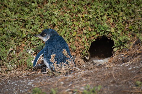 Small-Group Phillip Island Penguin Parade Day Tour From Melbourne - Accommodation Australia 1