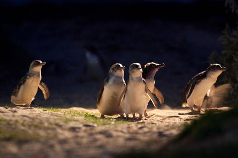 Small-Group Phillip Island Penguin Parade Day Tour From Melbourne - Accommodation Australia 5