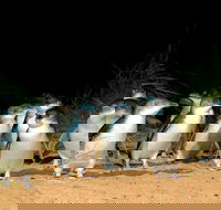 Puffing Billy Moonlit Sanctuary  Penguins Day Tour - Accommodation Australia