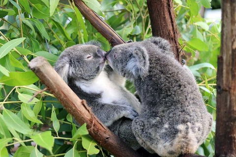 Classic Kuranda By Skyrail And Scenic Railway Including Rainforestation, Koala And Wildlife Park And Pamagirri Aboriginal Experi - Local Tourism 3