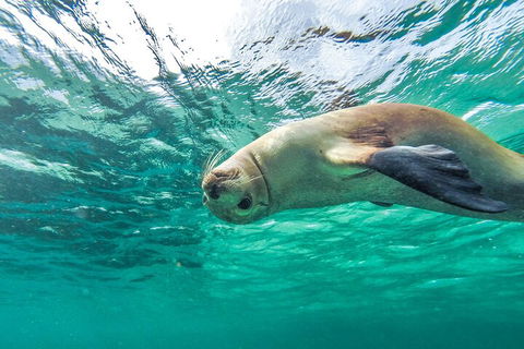 10-Day Adelaide To Perth Adventure Tour - Australia Shopping 1