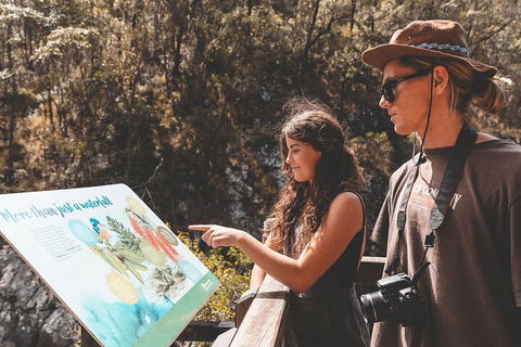 Springbrook AndTamborine Rainforest Tour Incl Natural Bridge And Glow Worm Cave - Accommodation Australia 0