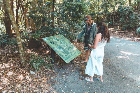 Springbrook AndTamborine Rainforest Tour Incl Natural Bridge And Glow Worm Cave - Accommodation Australia 5