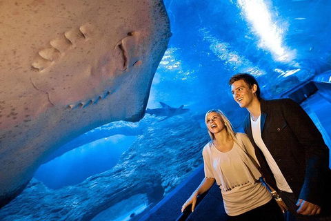 Dive With Sharks At AQWA - Accommodation Australia 0