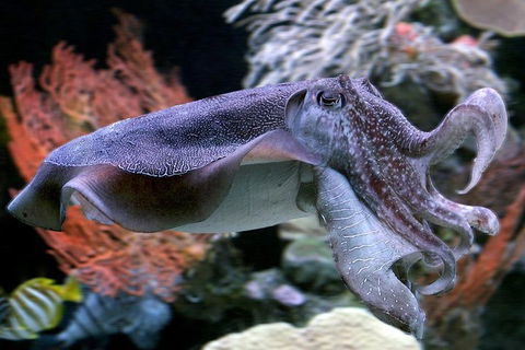 Dive With Sharks At AQWA - Accommodation Australia 1