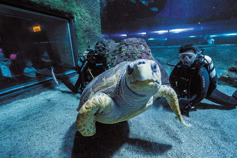 Dive With Sharks At AQWA - Accommodation Australia 2