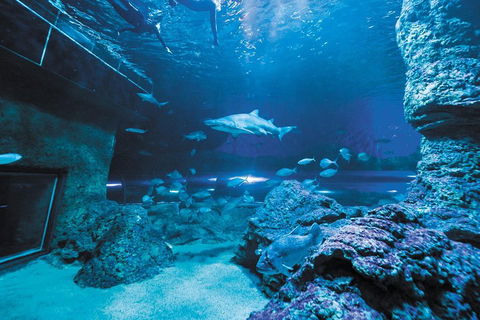 Dive With Sharks At AQWA - Accommodation Australia 3