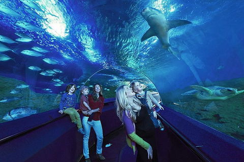 Dive With Sharks At AQWA - Accommodation Australia 5