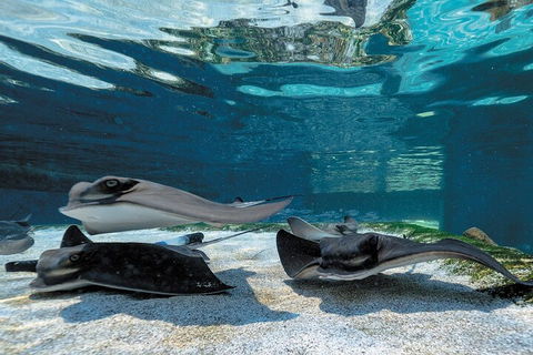 Lunch And General Admission Entry At AQWA - Accommodation Australia 1