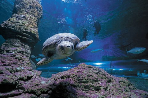 Lunch And General Admission Entry At AQWA - Accommodation Australia 5