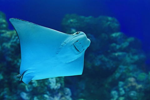 Cairns Aquarium Admission Ticket - Local Tourism 2