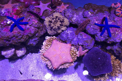 Cairns Aquarium Admission Ticket - Local Tourism 5