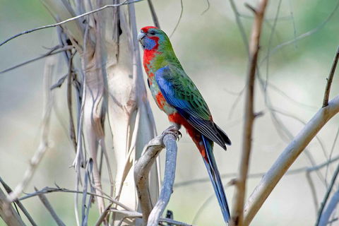 Wild Australian Wildlife 4WD Tour From Sydney - Accommodation Australia 5