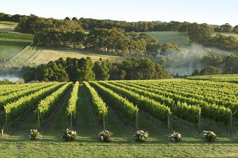 Mornington Peninsula Winery Tours With Cheese, Chocolate Tastings From Melbourne - Local Tourism 4