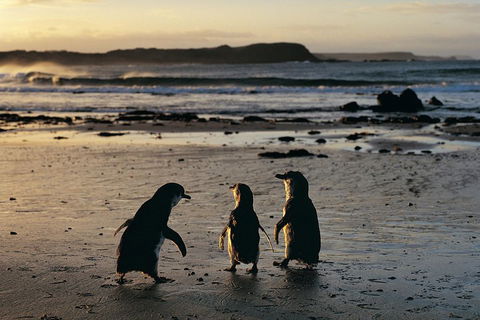 Phillip Island Penguin Parade Day Trip With Koala Conservation Reserve Visit - Local Tourism 0