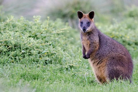 Phillip Island Penguin Parade Day Trip With Koala Conservation Reserve Visit - Local Tourism 1