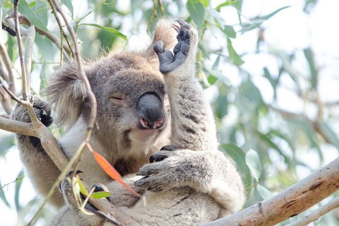 Phillip Island Penguin Parade Day Trip With Koala Conservation Reserve Visit - Local Tourism 2