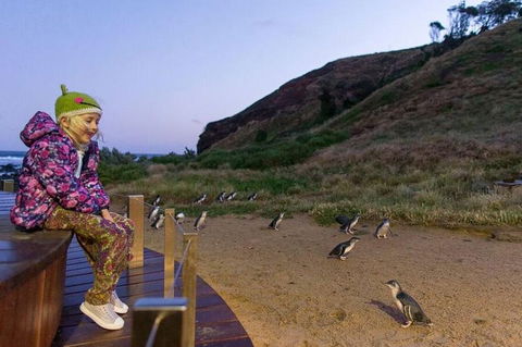 Phillip Island Penguin Parade Day Trip With Koala Conservation Reserve Visit - Local Tourism 3