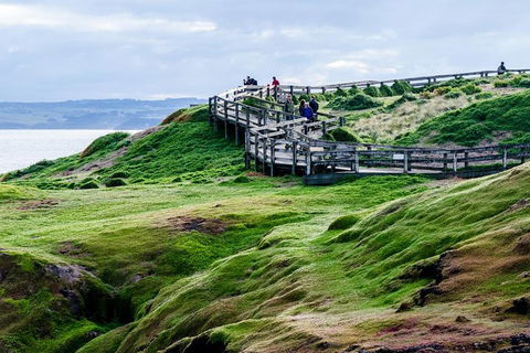Phillip Island Penguin Parade Day Trip With Koala Conservation Reserve Visit - Local Tourism 4