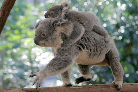 Lone Pine Koala Sanctuary Admission With Brisbane River Cruise - Accommodation Australia 0