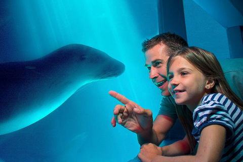 SEA LIFE Sunshine Coast Aquarium Entrance Ticket - Local Tourism 2