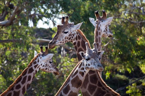 Werribee Open Range Zoo General Admission Ticket - Accommodation Australia 0