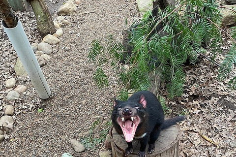 Featherdale Wildlife Park General Admission - Australia Shopping 1