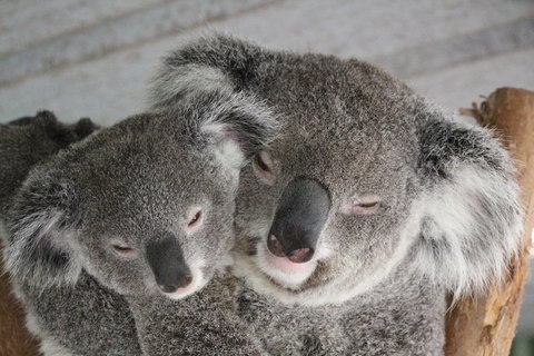 Featherdale Wildlife Park General Admission - Australia Shopping 4