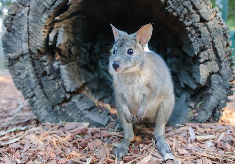 Featherdale Wildlife Park General Admission - Australia Shopping 5