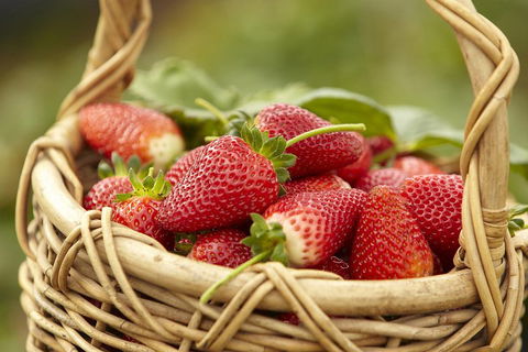 Mornington Peninsula Farm Produce Wine And Cider Tour - Local Tourism 1