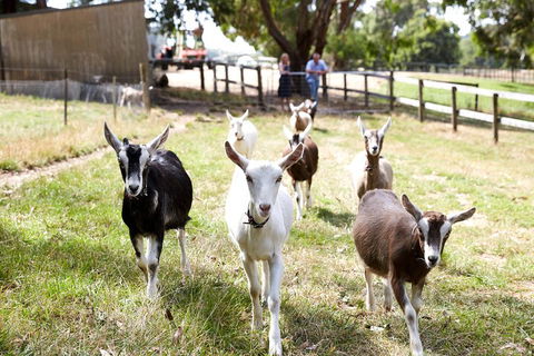 Mornington Peninsula Farm Produce Wine And Cider Tour - Local Tourism 3