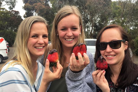 Mornington Peninsula Farm Produce Wine And Cider Tour - Local Tourism 4