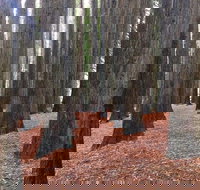 Great Ocean Road  Phillip Island - 2 Days 1 Night - Accommodation Australia