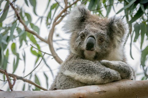 Great Ocean Road & Grampians National Park Tour - 3 Days, 2 Nights - Local Tourism 2